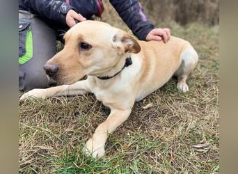 MONTY süßer Hundejunge
