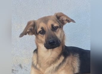 KIARA zittert um ihr junges Leben