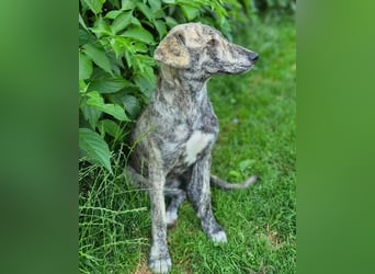 TIGRA sucht ein liebevolles Zuhause