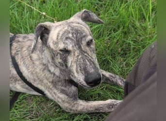 TIGRA sucht ein liebevolles Zuhause