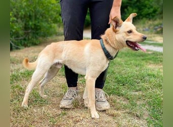 SHELDON ,verspielter , freundlicher Hundejunge