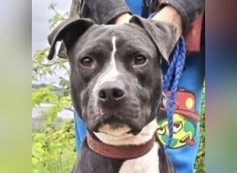 BARON wer kann ihm ein Zuhause schenken?