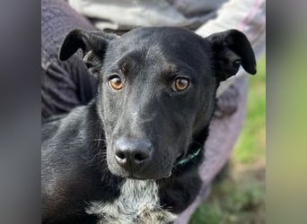 LUCKY 2 sucht sein Glück