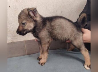 DUNJA das Baby wurde einfach zurück gelassen