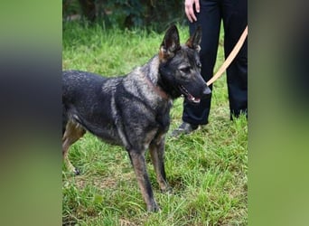 ZOYA wartet sehnsüchtig auf ein liebevolles Zuhause