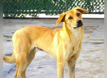 LIA ist dem Tod knapp entkommen