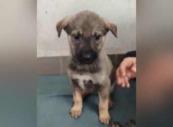 WICKET ist ein putziges Welpenmädchen