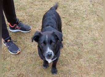 ATOS ist ein bezaubernder Hundebub