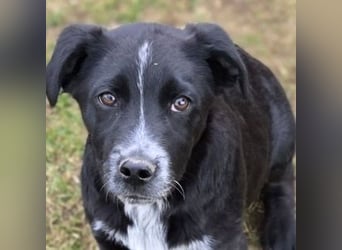 ATOS ist ein bezaubernder Hundebub