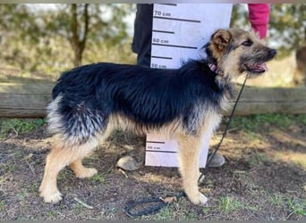 GASTON liebt Menschen über alles