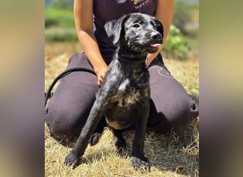 BELLA das Hundebaby wurde herzlos entsorgt