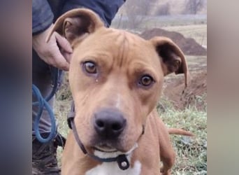 MAYA 2 musste an der Kette hängen