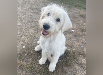 ELVIS der Hundejunge hätte so gern eine Familie