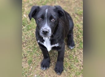 ATOS ist ein bezaubernder Hundebub