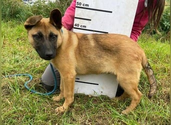 XARO süßer Hundejung sucht sein Zuhause