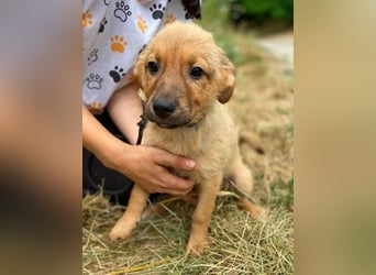 KYRA -das Hundebaby wurde "weggeworfen "