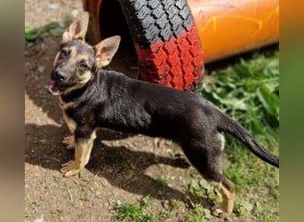 Rina 2 ist ein verspieltes Hundekind