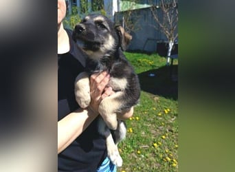 LUCAS kleiner Hundejunge auf der Suche nach dem großen Glück