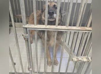 NICOLAU wurde erbarmungslos entsorgt