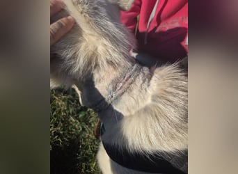 ADRIENA ist verspielt und freundlich