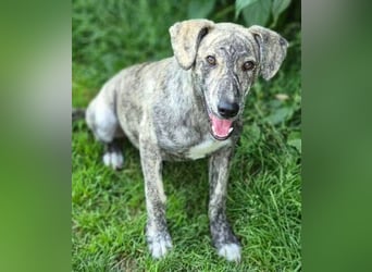 TIGRA sucht ein liebevolles Zuhause