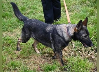 ZOYA wartet sehnsüchtig auf ein liebevolles Zuhause
