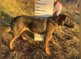 SOFIA irrte verzweifelt umher