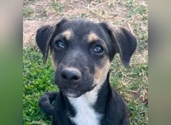 LEO 2 Wer schenkt dem Hundekind ein Zuhause?