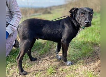 LUCKY 2 sucht sein Glück