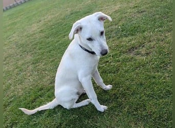 CLEO ist ein süßes Hundekind