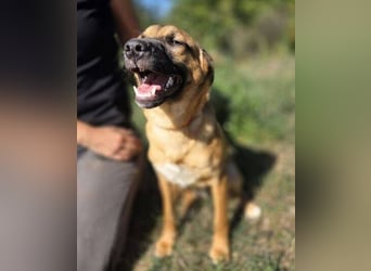 ARAMIS der Hundejunge irrte verloren umher