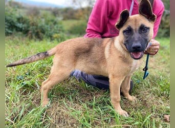 XARO süßer Hundejung sucht sein Zuhause