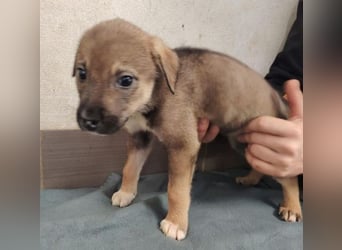 TINA das Hundebaby wurde ausgesetzt