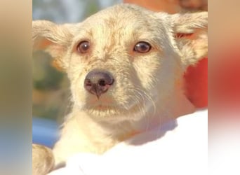 BEA ist ein niedliches Hundekind