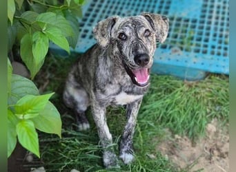 TIGRA sucht ein liebevolles Zuhause