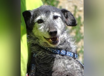LOLA  ist ein liebe, ruhige Hundedame