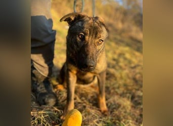 SOFIA irrte verzweifelt umher