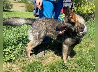 ZOYA wartet sehnsüchtig auf ein liebevolles Zuhause