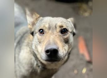 BRENDA ist eine zarte, liebevolle Hündin