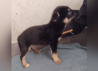 NATHAN das Baby wurde herzlos ausgesetzt