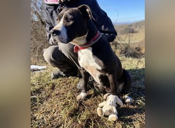 TORI hat einen Herzenswunsch  -ein Zuhause