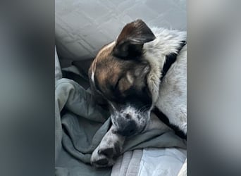 WILMA ca. 1 j. liebes Mischlingsmädchen sucht liebevolles Zuhause