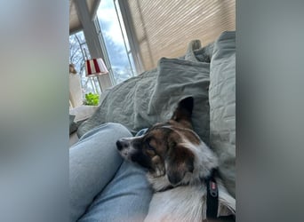 WILMA ca. 1 j. liebes Mischlingsmädchen sucht liebevolles Zuhause