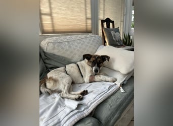 WILMA ca. 1 j. liebes Mischlingsmädchen sucht liebevolles Zuhause