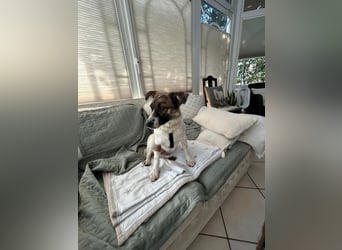 WILMA ca. 1 j. liebes Mischlingsmädchen sucht liebevolles Zuhause