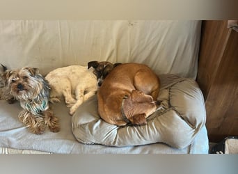 WILMA ca. 1 j. liebes Mischlingsmädchen sucht liebevolles Zuhause