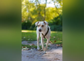Malibu – sensibel, verspielt und menschenbezogen