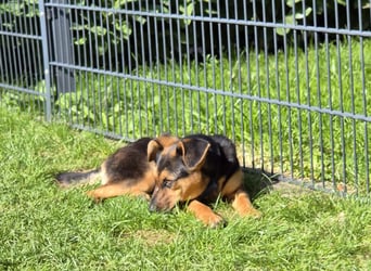 Michel - wunderschöner sanfter Rüde, 8 Monate alt- auf PS in 45896 Nordrhein-Westfalen - Gelsenkirch