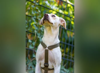 Malibu – sensibel, verspielt und menschenbezogen