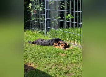 Michel - wunderschöner sanfter Rüde, 8 Monate alt- auf PS in 45896 Nordrhein-Westfalen - Gelsenkirch